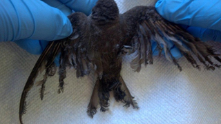 The world's largest solar plant is killing birds melting them with heat